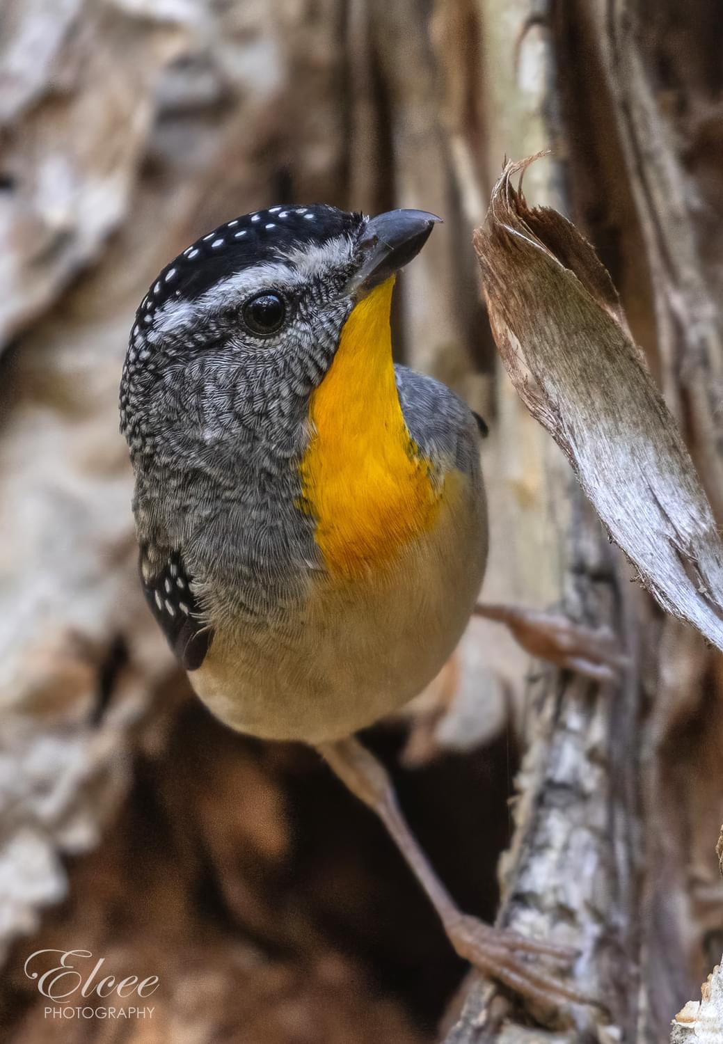 image Spotted Pardalote